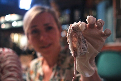 anthropomorphic mouse taxidermy divya acme observatory